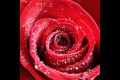 Rosa Haelewaters
